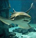 koh tachai leopard shark